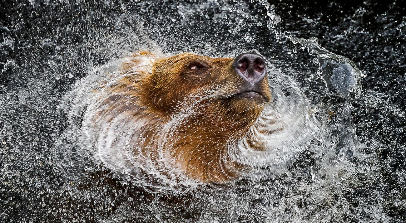 A close up of a grizzly bear's face captures the moment as it shakes water off its fur.
