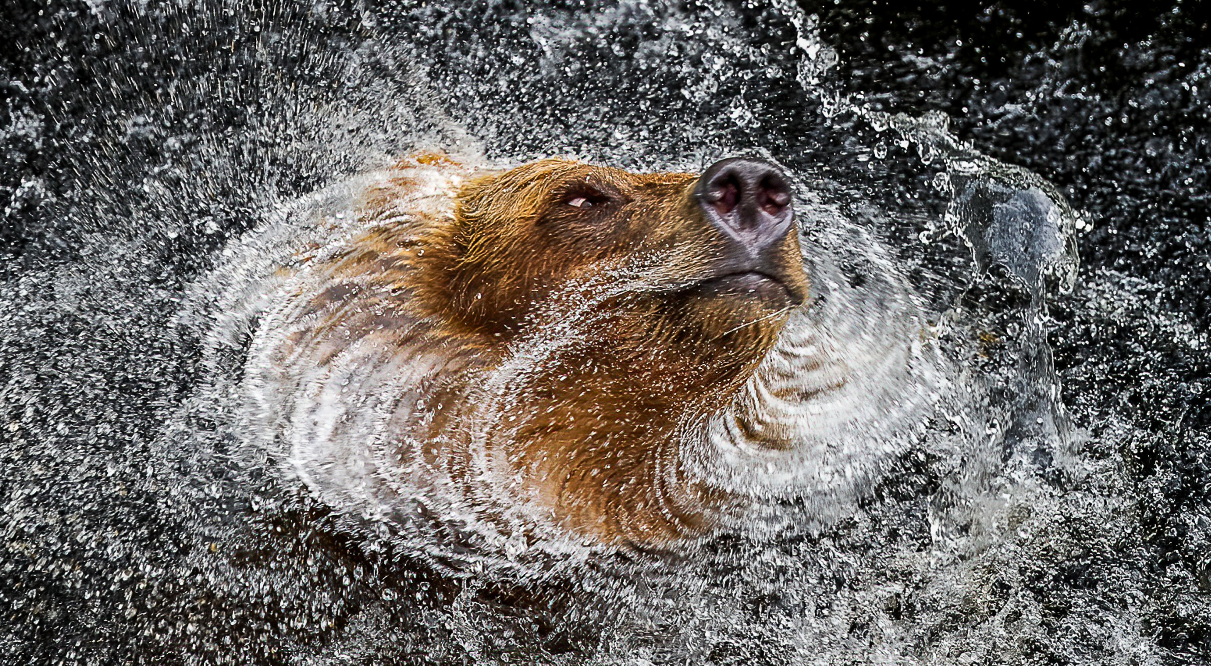  A close up of a grizzly bear's face captures the moment as it shakes water off its fur.