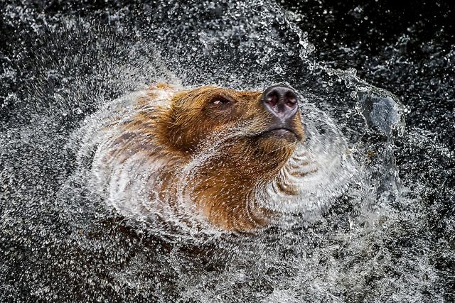 A grizzly bear dries itself by shaking its body. The massive head appears still at the center of a swirling spray of water.