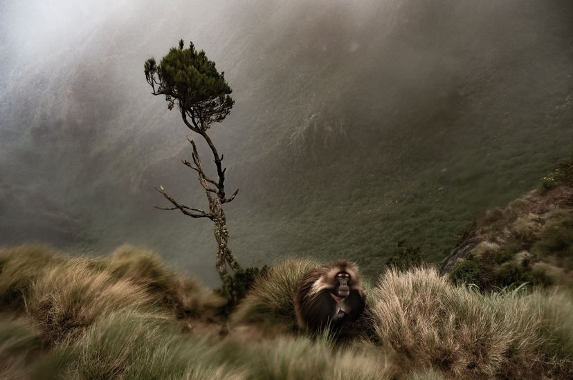 Un mono marrón grande y peludo se mezcla con el fondo, contra pastos altos y borrosos y montañas verdes cubiertas de niebla.