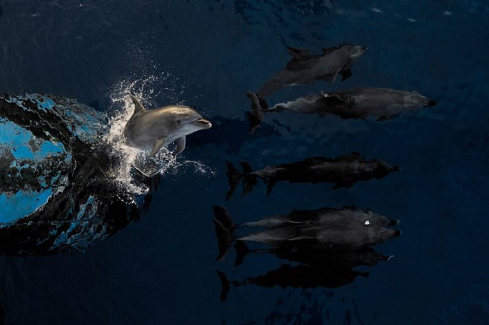 Four dolphins swim beneath the surface of the water in front of a boat. A fifth dolphin bursts out of the water, leaping vertically.