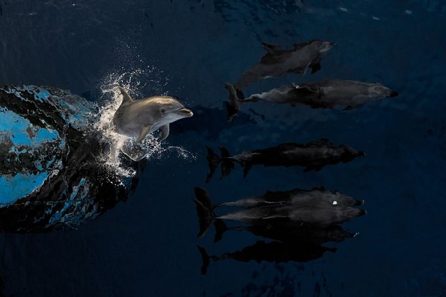 Four dolphins swim beneath the surface of the water in front of a boat. A fifth dolphin bursts out of the water, leaping vertically.