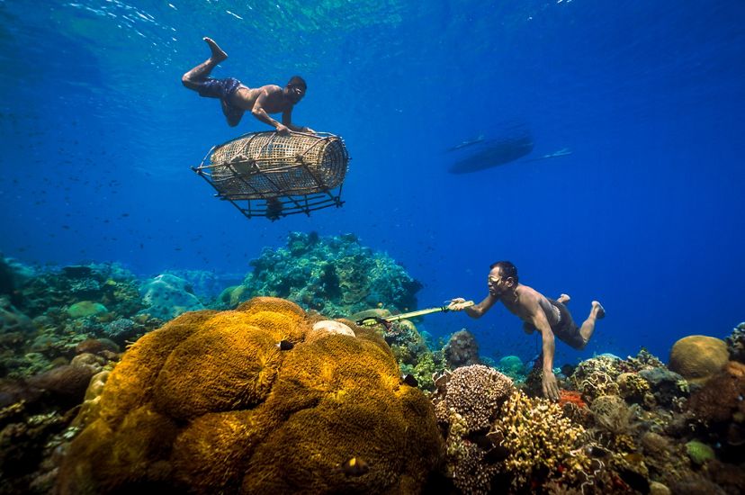 Two men free dive on a coral reef, floating in crystal blue water. One hold a large woven fish trap. The other uses a long grabbing device to catch sea creatures.