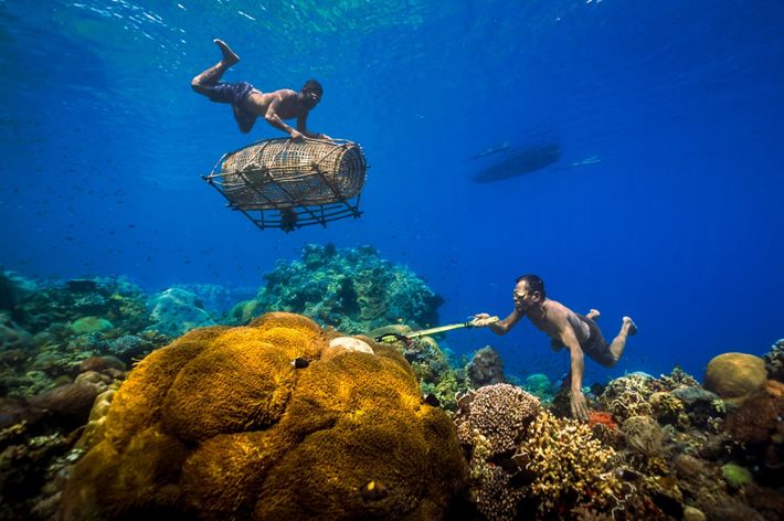 Two men free dive on a coral reef, floating in crystal blue water. One hold a large woven fish trap. The other uses a long grabbing device to catch sea creatures.