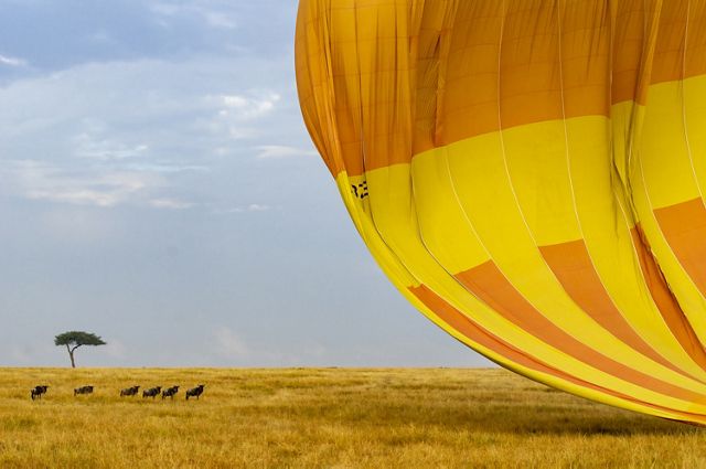 A group of six wildebeest are dwarfed by the enormous orange and yellow hot air balloon that gently deflates on the short grass of the savanna.