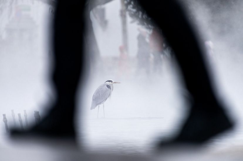 A tall wading bird with a thin beak is visible between the legs of a man as he walks by in an urban park.