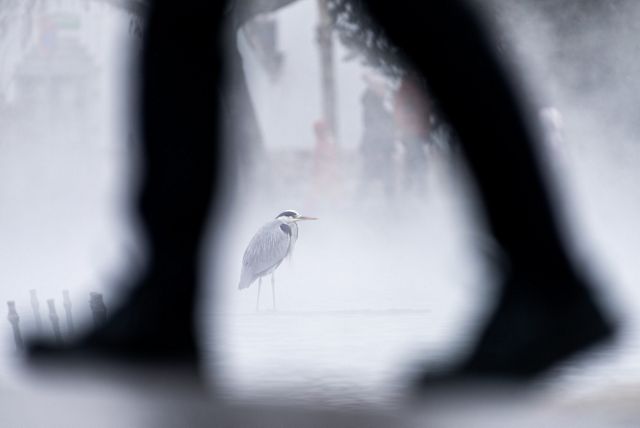 Un ave zancuda alta con un pico delgado es visible entre las piernas de un hombre mientras camina por un parque urbano.