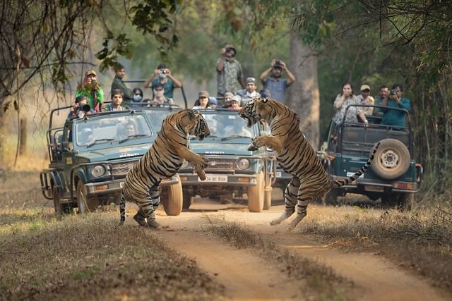 Two male tigers face each other, standing on their hind legs as they spar. A crowd of tourists watch then from four open topped safari jeeps parked close by.