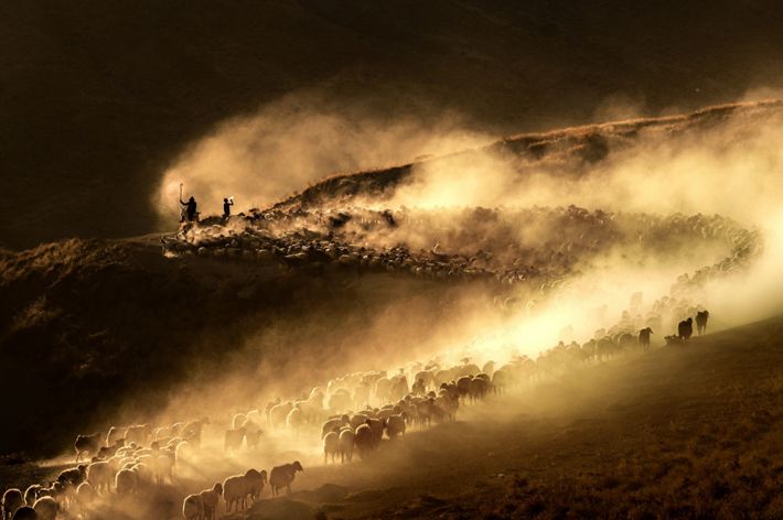 A large flock of sheep curve up a mountain path, kicking up a thick cloud of dust that glows golden in the sunlight.