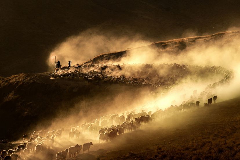 A large flock of sheep curve up a mountain path, kicking up a thick cloud of dust that glows golden in the sunlight.