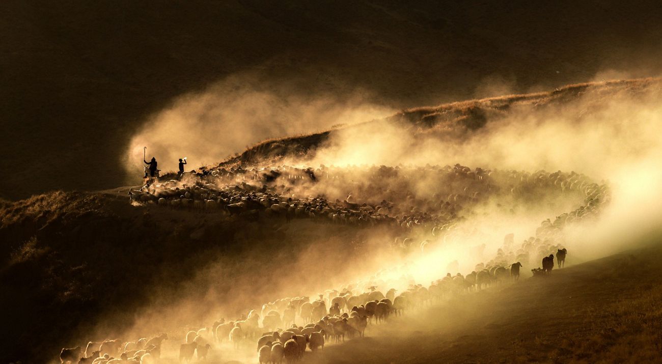 In Anatolia, Turkey, shepherds and their flocks walk to the foot of Mount Nemrut, leaving a dusty story behind them