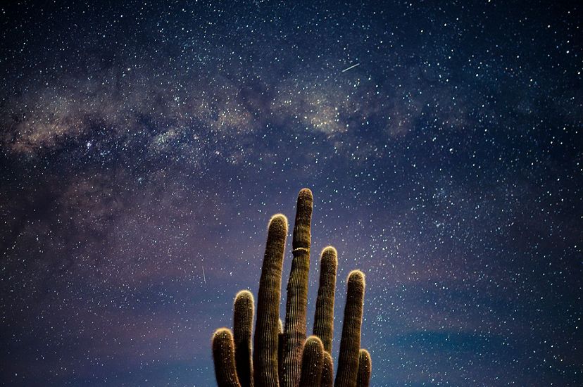 A large cactus reaches up to the sky like a human hand against a night sky of brilliant stars. Snow capped mountain peaks line the horizon.