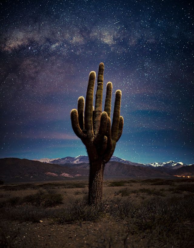 A large cactus reaches up to the sky like a human hand against a night sky of brilliant stars. Snow capped mountain peaks line the horizon.