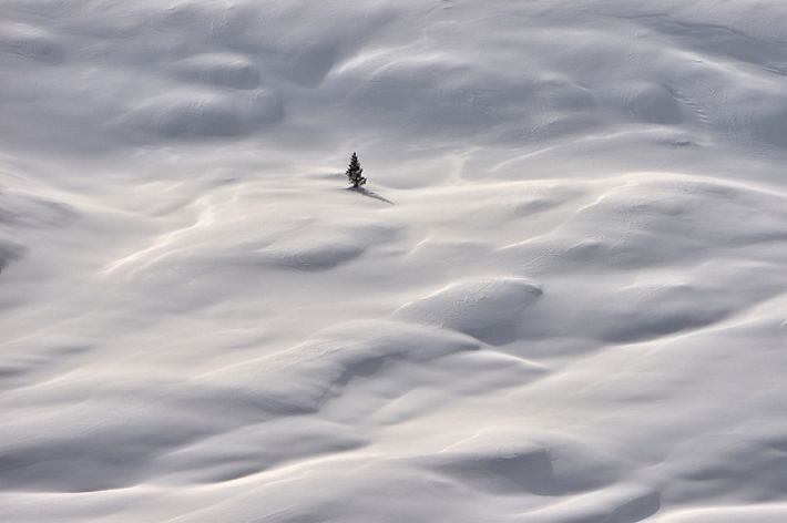 A lone conifer tree is dwarfed by the vast expanse of drifting snow around it.