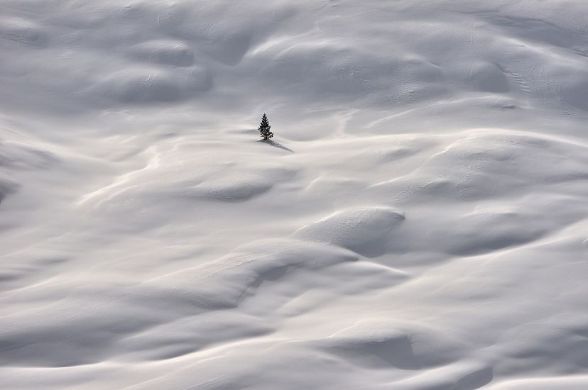A lone conifer tree is dwarfed by the vast expanse of drifting snow around it.