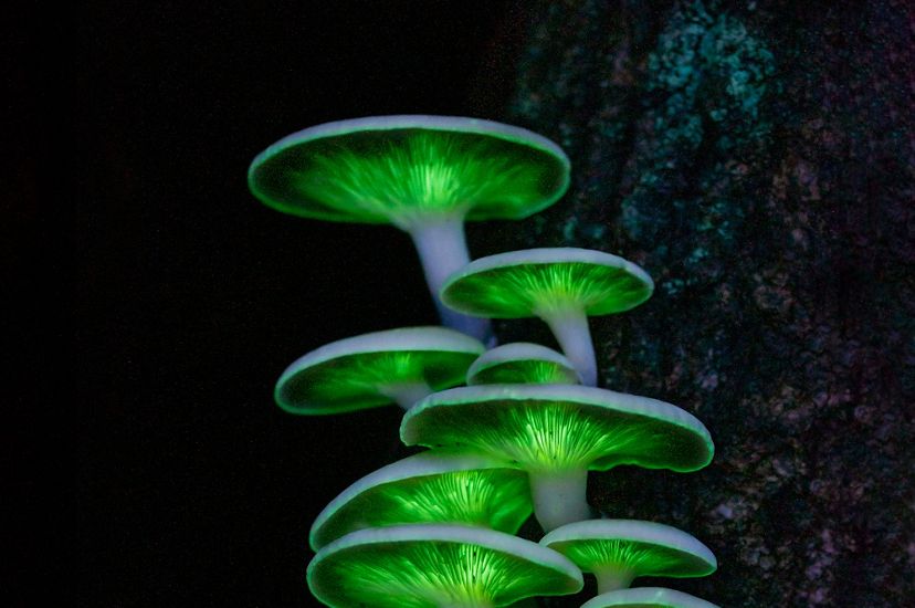 White capped mushrooms with glowing green gills grow from the side of a log.