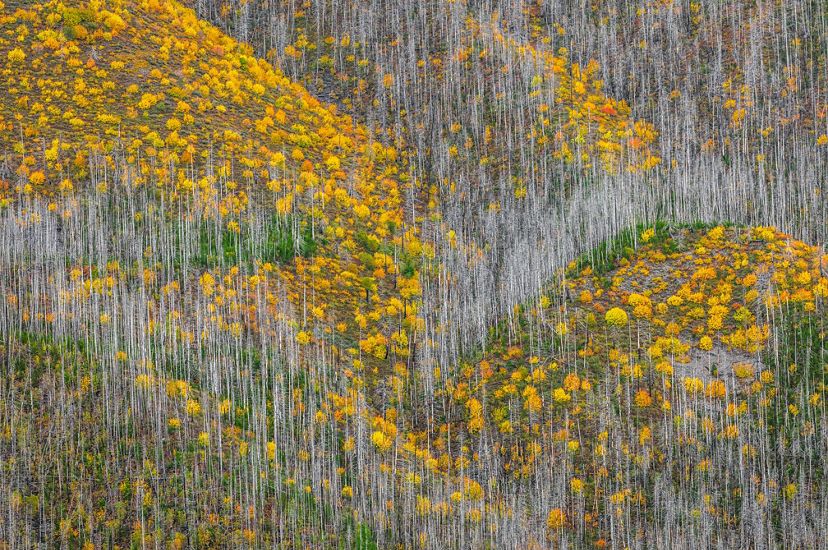 Troncos de árboles desnudos y árboles con hojas amarillas cubren la ladera de una montaña.