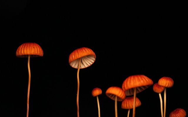 Orange Mushrooms