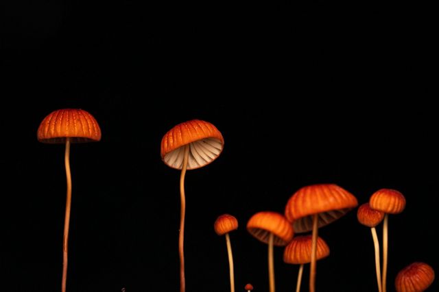 A group of ten mushrooms of varying heights, growing in a row against a black background. White gills peek out beneath brilliant orange caps.