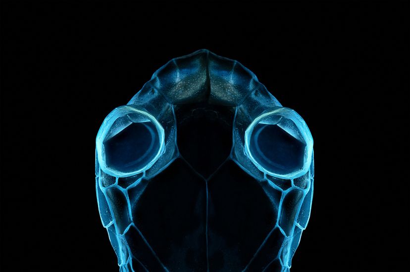 A snake's head outlined in glowing blue neon, colors created by placing the snake under ultraviolet light.