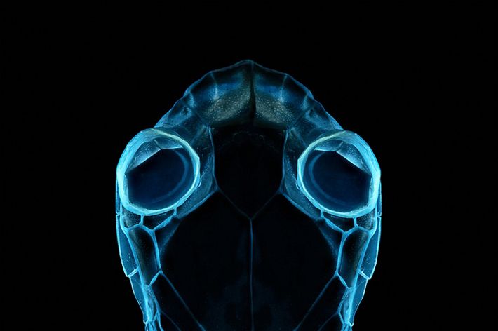 A snake's head outlined in glowing blue neon, colors created by placing the snake under ultraviolet light.