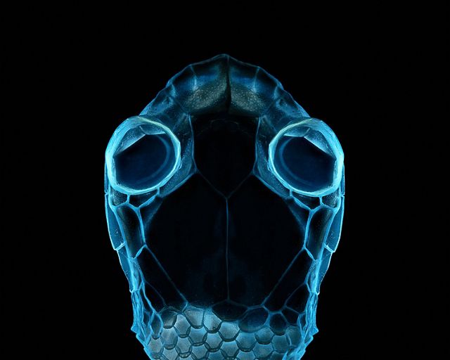 A snake's head outlined in glowing blue neon, colors created by placing the snake under ultraviolet light.