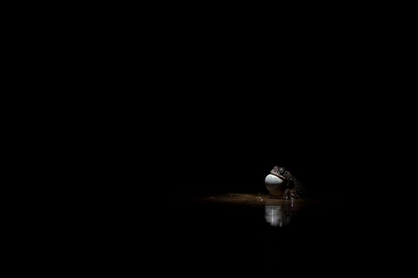 A small toad sits in a pool of light, bright against a black background. The toad's image with its bulging white throat is reflected in the water.