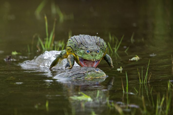 An African bullfrog attacks a rival in an attempt to defend its mating territory. These big frogs congregate in shallow waters during rain season, where they fight in order to be able to mate with the females. During the few hours I spent observing them, the dominant male, as seen in the picture, was defending the middle of the water puddle from all his rivals, attacking them one by one.