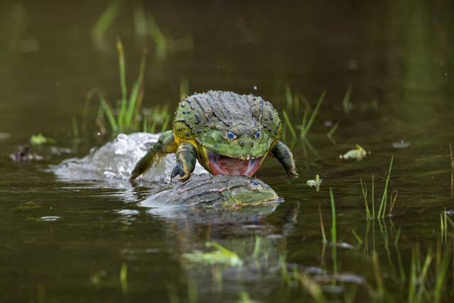An African bullfrog attacks a rival in an attempt to defend its mating territory. These big frogs congregate in shallow waters during rain season, where they fight in order to be able to mate with the females. During the few hours I spent observing them, the dominant male, as seen in the picture, was defending the middle of the water puddle from all his rivals, attacking them one by one.
