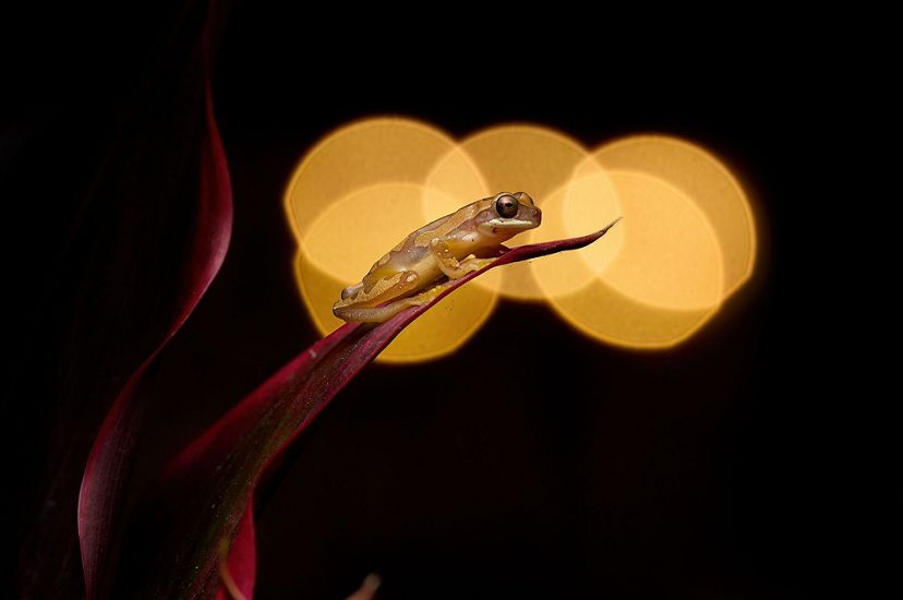 A small yellow frog sits on the end of a bird-of-paradise plant. A light in the background creates a diffused glow behind the frog.