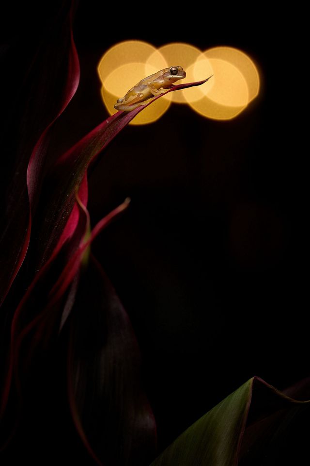 A small yellow frog sits on the end of a bird-of-paradise plant. A light in the background creates a diffused glow behind the frog.