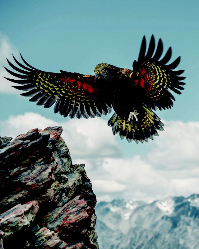 A mountain parrot called a kea comes in for a landing on a rocky ledge, its wings outstretched.