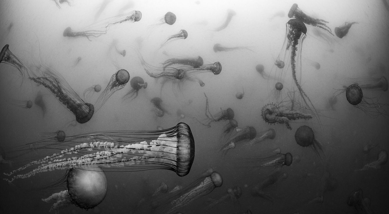 Pacific sea nettles swarm in the murky waters off Monterey, California.