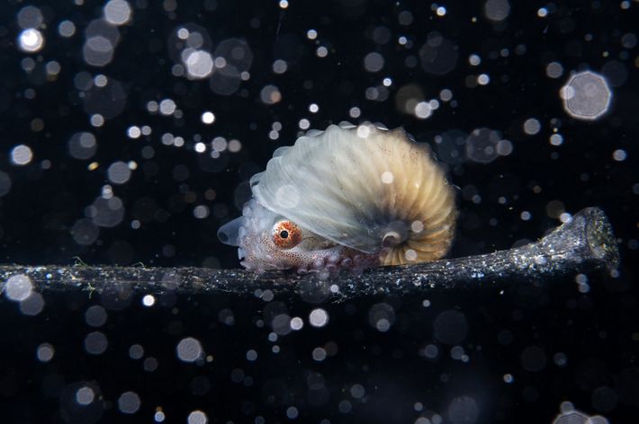 A large red eye peeks out from beneath the shell of a nautilus. Tiny particles in the water column reflect light, creating the impression of snowfall under water.