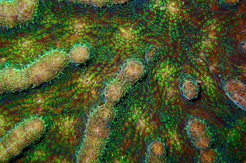 Close view of the surface of a coral. Orange ridges are covered with bright green scales.