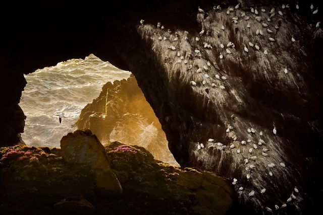 White birds crowd the sides of a rock outcropping. A long bird is in flight, framed by an opening in the cliff. Waves crash on the rocks in the background.