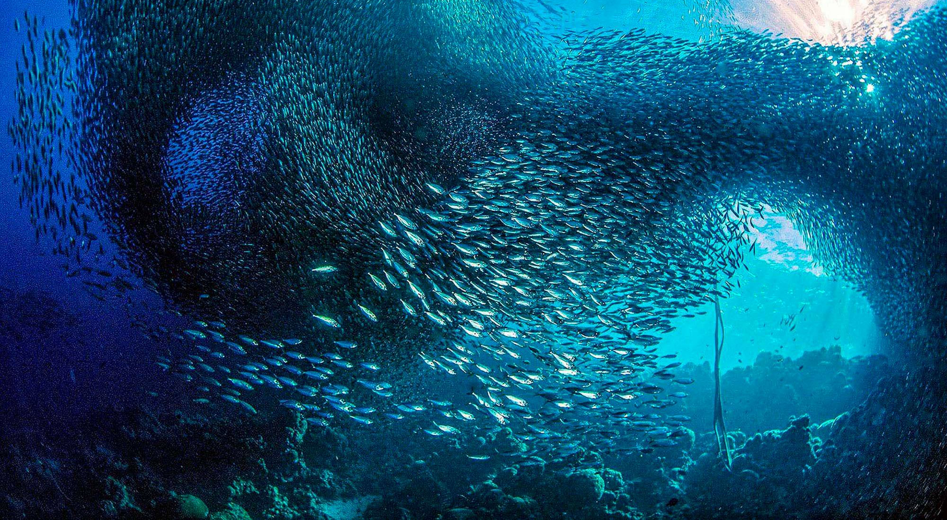 A gigantic school of sardines move in unison along the reefs of the island of Cebu, Philippines.