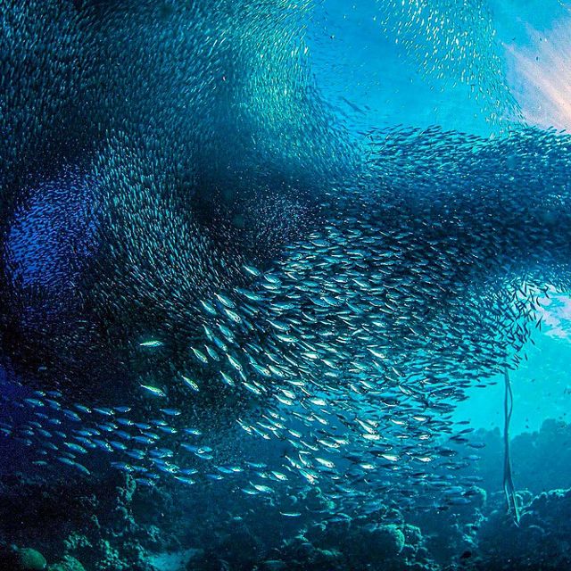 A gigantic school of sardines move in unison along the reefs of the island of Cebu, Philippines.