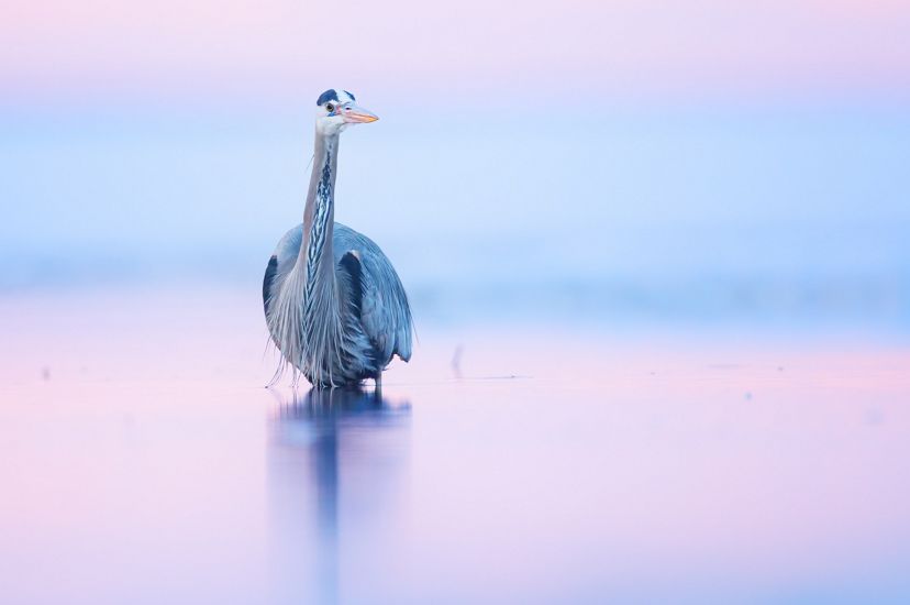 A great blue heron wades in shallow water against a pink and purple sky.