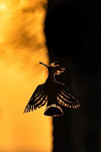 A bird in flight is silhouetted against a background of light and dark--the golden light of sunrise and a dark stripe of shadow.