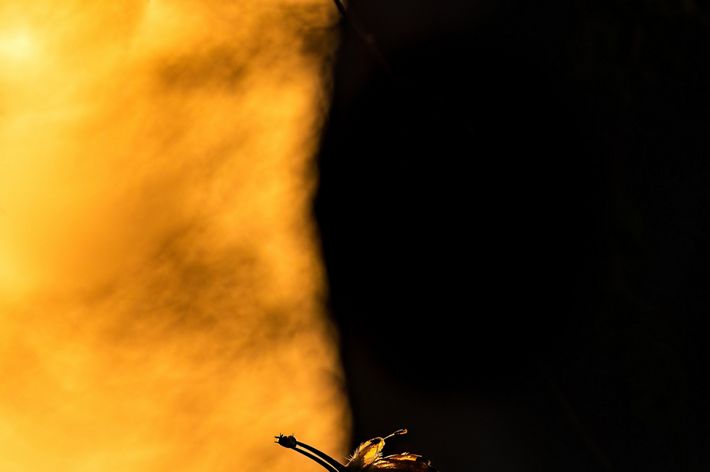 A bird in flight is silhouetted against a background of light and dark--the golden light of sunrise and a dark stripe of shadow.