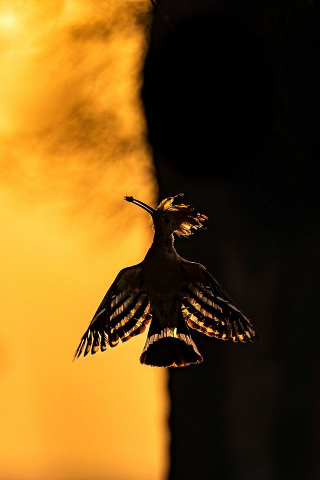 A bird in flight is silhouetted against a background of light and dark--the golden light of sunrise and a dark stripe of shadow.