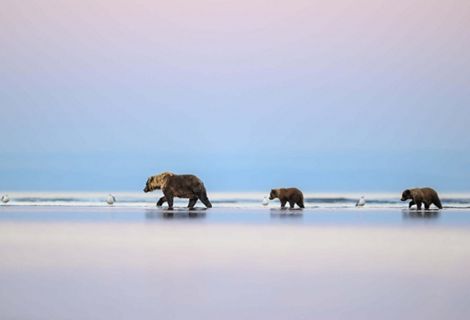 A mother bear and her two cubs on the beach.