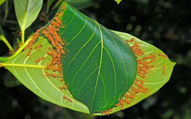 dozens of ants work together to carry a large leaf