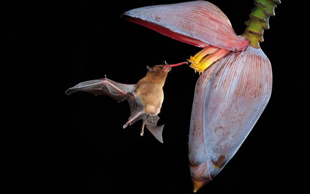 a bat flies with its tongue extended into a tropical flower