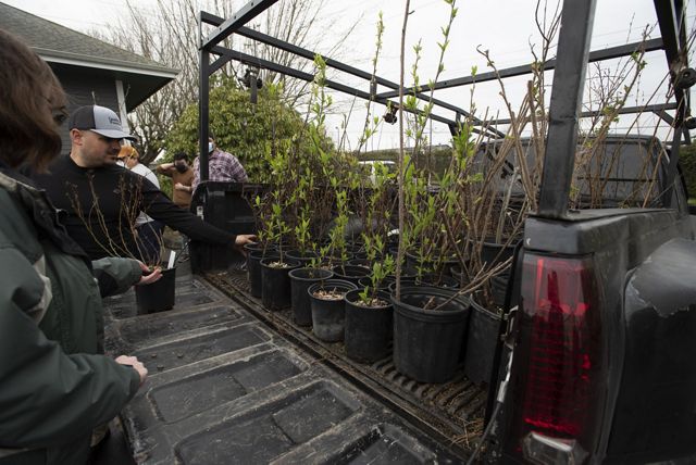 tree saplings in the bed of a truck.