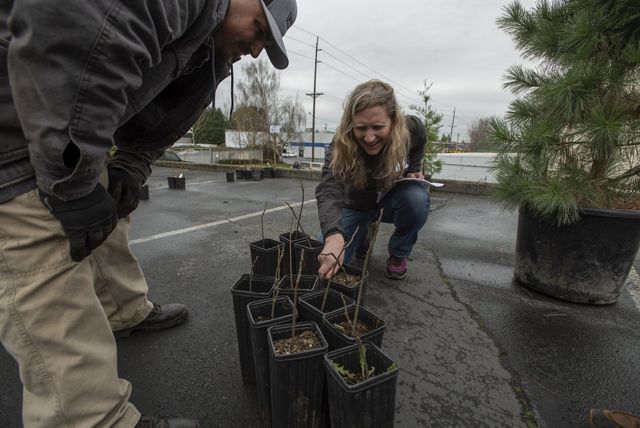 tree saplings in pots on the ground with 2 people looking at them.