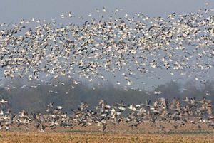 A field filled with hundreds of flying, white birds.