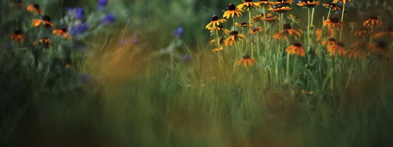 Wildflowers in focus with a green landscape in background.