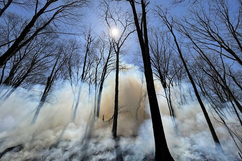 White smoke lifts off of a forest floor through barren trees into a blue sky.